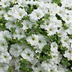 Petúnie 'Snow' - Petunia hybrida Surfinia 'Snow'