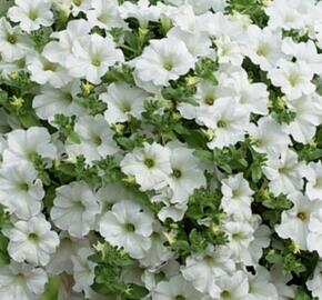Petúnie 'Snow' - Petunia hybrida Surfinia 'Snow'