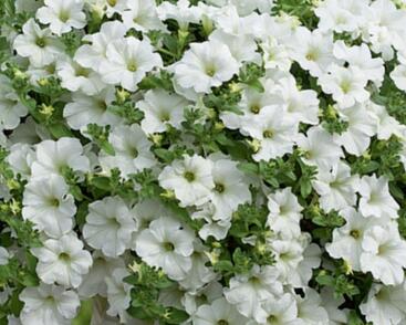 Petúnie, surfínie 'Snow'