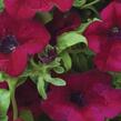 Petúnie 'Burgundy' - Petunia hybrida Surfinia 'Burgundy'