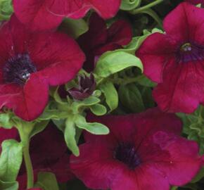 Petúnie 'Burgundy' - Petunia hybrida Surfinia 'Burgundy'