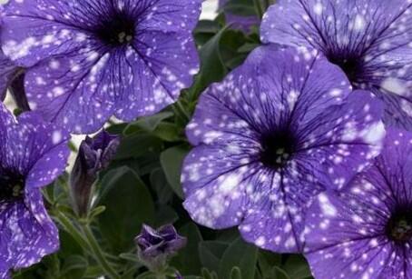 Petúnie 'Splash Dance Moon Walk' - Petunia hybrida 'Splash Dance Moon Walk'