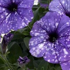 Petúnie 'Splash Dance Moon Walk' - Petunia hybrida 'Splash Dance Moon Walk'