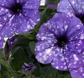 Petúnie 'Splash Dance Moon Walk' - Petunia hybrida 'Splash Dance Moon Walk'