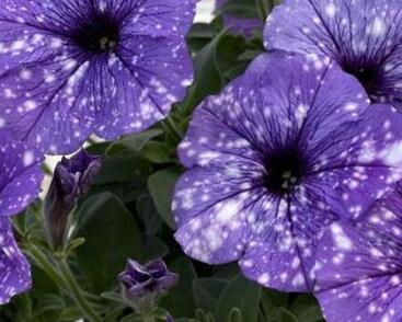 Petúnie 'Splash Dance Moon Walk'