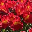 Alstromérie, boubelka Summer Paradise 'Summer Heat' - Alstroemeria hybrida Summer Paradise 'Summer Heat'
