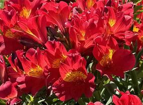 Alstromérie, boubelka Summer Paradise 'Summer Heat' - Alstroemeria hybrida Summer Paradise 'Summer Heat'