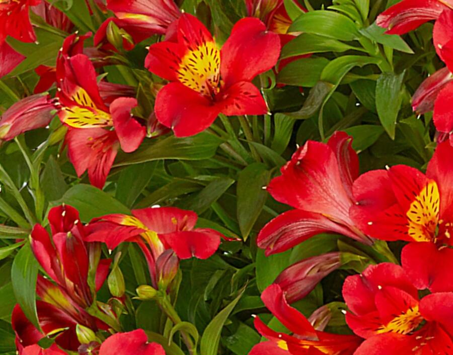 Alstromérie, boubelka Summer Paradise 'Summer Heat' - Alstroemeria hybrida Summer Paradise 'Summer Heat'