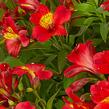 Alstromérie, boubelka Summer Paradise 'Summer Heat' - Alstroemeria hybrida Summer Paradise 'Summer Heat'