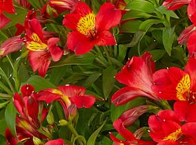 Alstromérie, boubelka Summer Paradise 'Summer Heat' - Alstroemeria hybrida Summer Paradise 'Summer Heat'