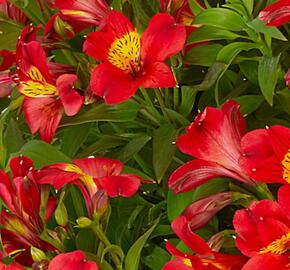 Alstromérie, boubelka Summer Paradise 'Summer Heat' - Alstroemeria hybrida Summer Paradise 'Summer Heat'