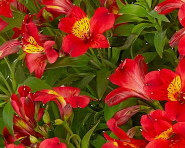 Alstromérie, boubelka Summer Paradise 'Summer Heat'