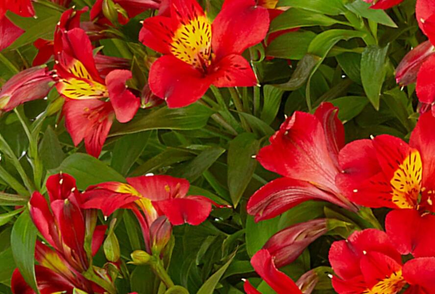 Alstromérie, boubelka Summer Paradise 'Summer Heat' - Alstroemeria hybrida Summer Paradise 'Summer Heat'