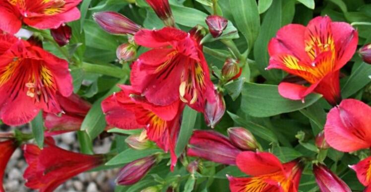 Alstromérie, boubelka Summer Paradise 'Summer Pepper' - Alstroemeria hybrida Summer Paradise 'Summer Pepper'