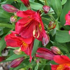 Alstromérie, boubelka Summer Paradise 'Summer Pepper' - Alstroemeria hybrida Summer Paradise 'Summer Pepper'