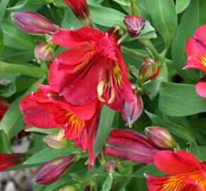 Alstromérie, boubelka Summer Paradise 'Summer Pepper' - Alstroemeria hybrida Summer Paradise 'Summer Pepper'