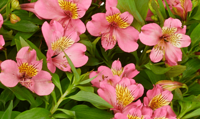 Alstromérie, boubelka Summer Paradise 'Summer Rose' - Alstroemeria hybrida Summer Paradise 'Summer Rose'