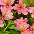 Alstromérie, boubelka Summer Paradise 'Summer Rose' - Alstroemeria hybrida Summer Paradise 'Summer Rose'