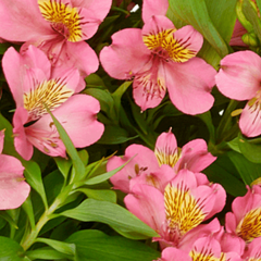 Alstromérie, boubelka Summer Paradise 'Summer Rose' - Alstroemeria hybrida Summer Paradise 'Summer Rose'