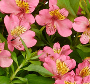 Alstromérie, boubelka Summer Paradise 'Summer Rose'