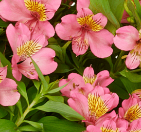 Alstromérie, boubelka Summer Paradise 'Summer Rose' - Alstroemeria hybrida Summer Paradise 'Summer Rose'