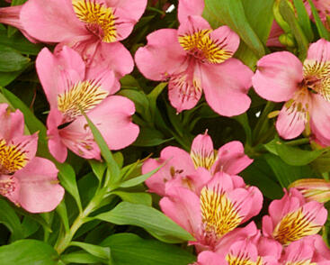 Alstromérie, boubelka Summer Paradise 'Summer Rose'