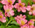 Alstromérie, boubelka Summer Paradise 'Summer Rose'