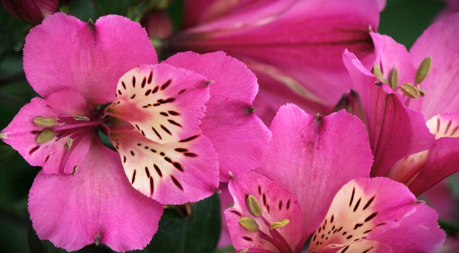 Alstromérie, boubelka Summer Paradise 'Summer Saint' - Alstroemeria hybrida Summer Paradise 'Summer Saint'