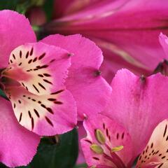Alstromérie, boubelka Summer Paradise 'Summer Saint' - Alstroemeria hybrida Summer Paradise 'Summer Saint'