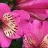 Alstroemeria hybrida Summer Paradise 'Summer Saint'.jpeg