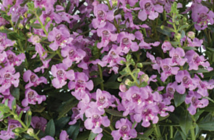 Angelonie úzkolistá  Alonia 'Pink Flirt' - Angelonia angustifolia Alonia 'Pink Flirt'