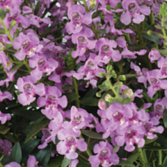 Angelonie úzkolistá  Alonia 'Pink Flirt' - Angelonia angustifolia Alonia 'Pink Flirt'