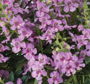 Angelonie úzkolistá Alonia 'Pink Flirt'