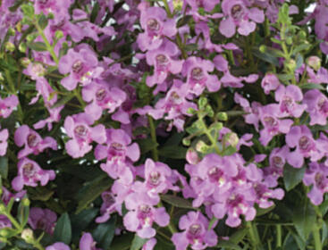 Angelonie úzkolistá Alonia 'Pink Flirt'