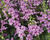 Angelonie úzkolistá Alonia 'Pink Flirt'
