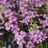 Angelonia angustifolia Alonia 'Pink Flirt'.png