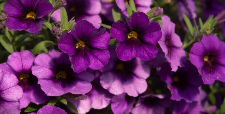 Minipetúnie, Million Bells 'Bloomtastic Purple' - Calibrachoa hybrida 'Bloomtastic Purple'