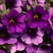 Minipetúnie, Million Bells 'Bloomtastic Purple' - Calibrachoa hybrida 'Bloomtastic Purple'