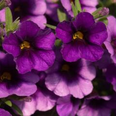 Minipetúnie, Million Bells 'Bloomtastic Purple' - Calibrachoa hybrida 'Bloomtastic Purple'