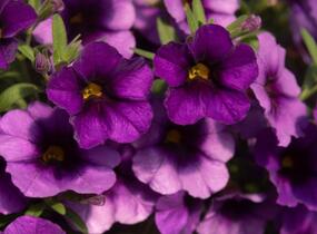 Minipetúnie, Million Bells 'Bloomtastic Purple' - Calibrachoa hybrida 'Bloomtastic Purple'