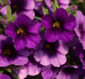 Minipetúnie, Million Bells 'Bloomtastic Purple' - Calibrachoa hybrida 'Bloomtastic Purple'