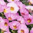 Minipetúnie, Million Bells 'Rainbow Pink' - Calibrachoa hybrida 'Rainbow Pink'