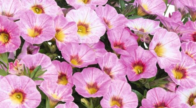 Minipetúnie, Million Bells 'Rainbow Pink' - Calibrachoa hybrida 'Rainbow Pink'
