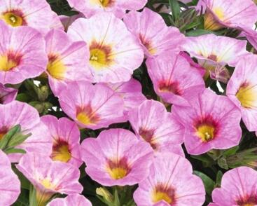 Minipetúnie, Million Bells 'Rainbow Pink'