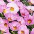 Calibrachoa hybrida 'Rainbow Pink'.jpg