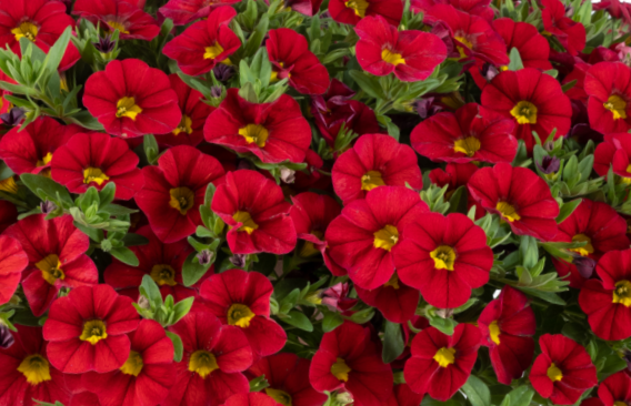 Minipetúnie, Million Bells 'Lia Chilli Pepper' - Calibrachoa hybrida 'Lia Chilli Pepper'