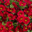 Minipetúnie, Million Bells 'Lia Chilli Pepper' - Calibrachoa hybrida 'Lia Chilli Pepper'
