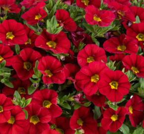 Minipetúnie, Million Bells 'Lia Chilli Pepper'