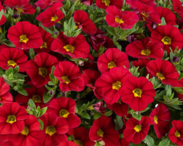 Minipetúnie, Million Bells 'Lia Chilli Pepper'