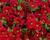 Minipetúnie, Million Bells 'Lia Chilli Pepper'
